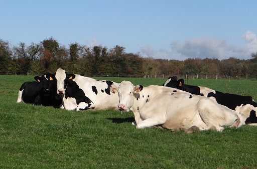 vaches